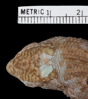 Media type: image;   Herpetology R-169007 Aspect: head dorsal